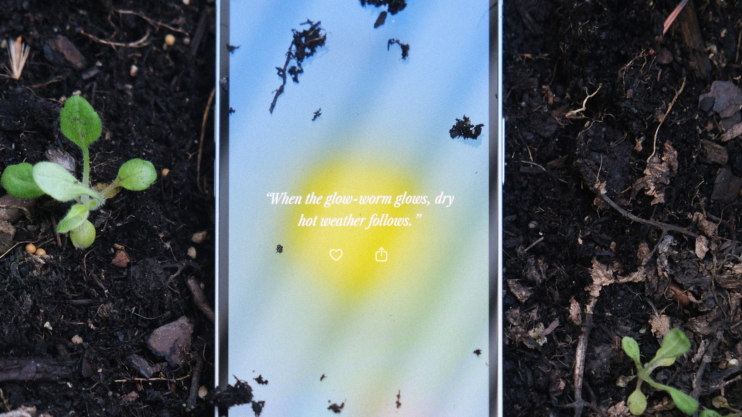 iPhone resting in soil among seedlings, displaying a weather folklore quote on screen.